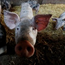 Kiaulių maro grėsmė: Suomija nuo Rusijos atsitvers tvora