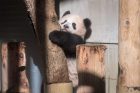 Japonijos zoologijos sode mažylė panda pirmą kartą debiutavo prieš kameras Japonijos zoologijos sode mažylė panda pirmą kartą debiutavo prieš kameras