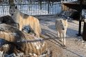 Per šalčius zoologijos sodo gyventojai dietos nesilaiko Per šalčius zoologijos sodo gyventojai dietos nesilaiko